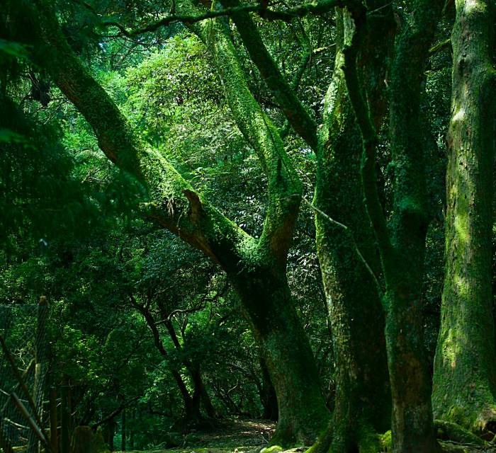 Mt. Kasuga Primeval Forest 02