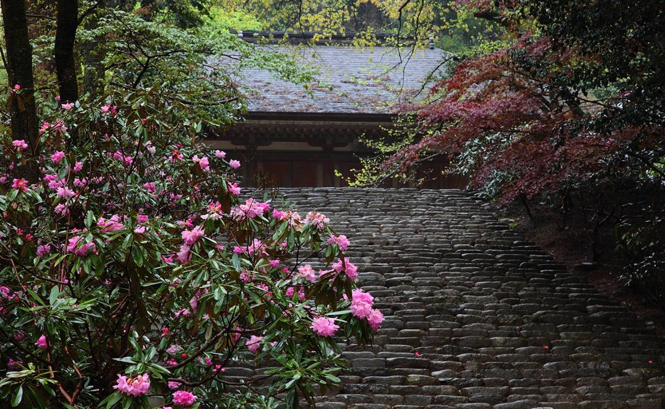 Murouji Rhododendron Festival