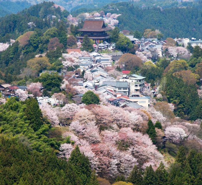 Mt. Yoshino Cherry Blossoms 02