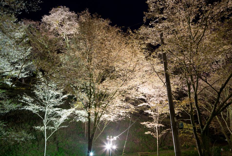 Yoshino Cherry Blossoms by Night 01