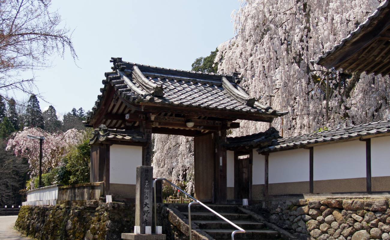 Ohnoji Temple Cherry Blossom Viewing