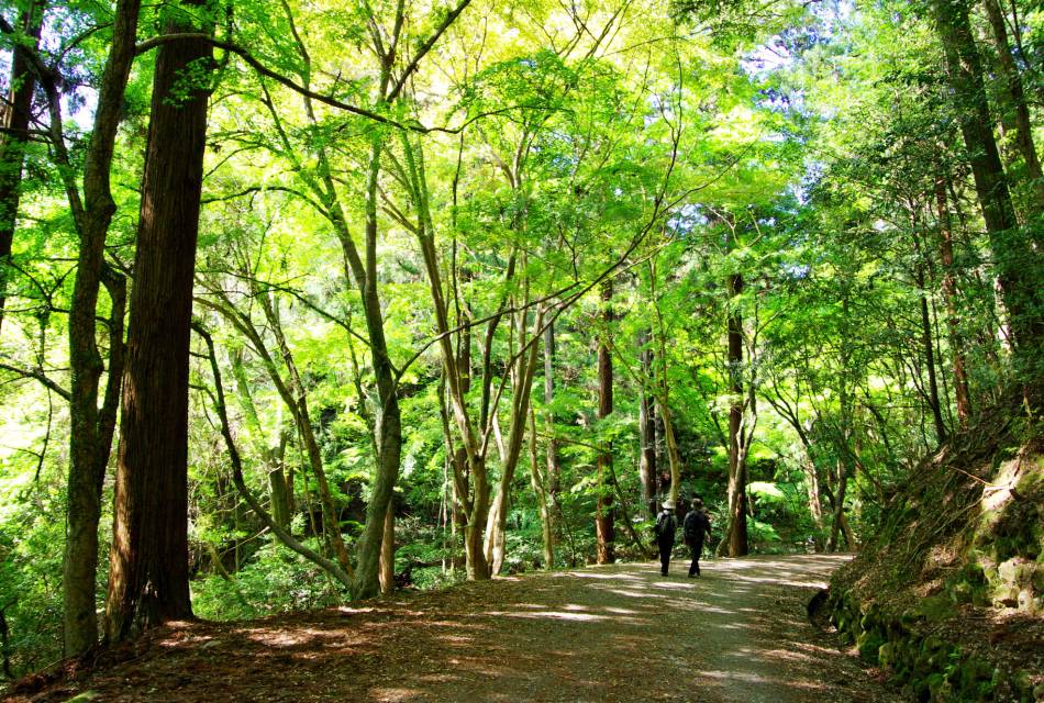 Mt. Kasuga Primeval Forest 01