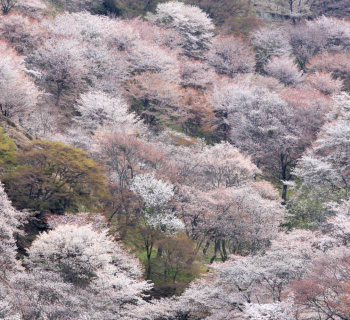 Mt. Yoshino Cherry Blossoms 01