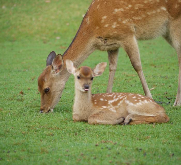 Nara Park Baby Deer 02
